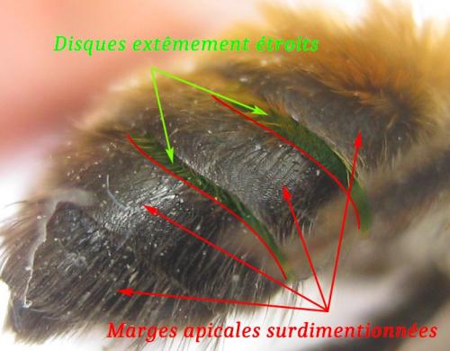 Andrena synadelpha